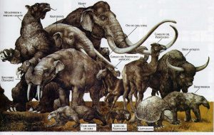 animalier-magazine-estinzione-grandi-erbivori-megafauna