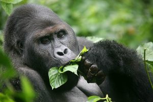 animalier-magazine-gorilla-rischio-estinzione (2)