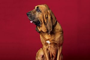animalier-magazine-watson-bloodhound-rebecca-hale