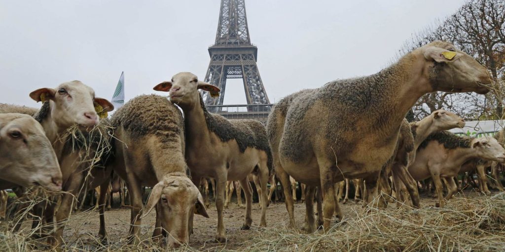 Sheep are gathered in front of the Eiffel tower in Paris during a demonstration of shepherds against the protection of wolves in France