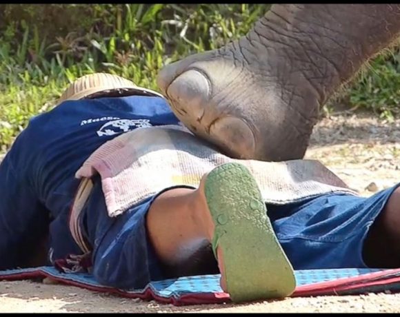 massaggio-elefante-attrazione-thaildandese