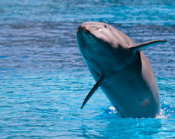 morti-23-delfini-argentina