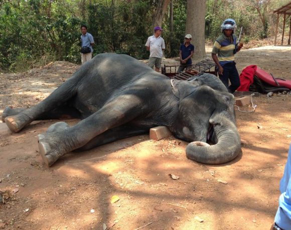 cambogia-muore-sambo-elefante