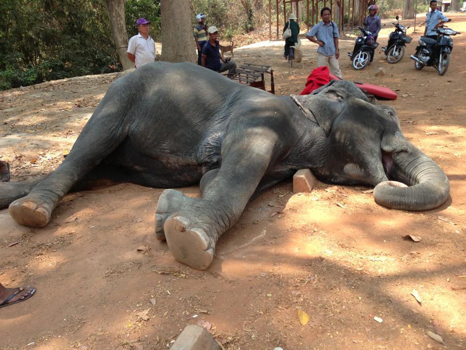 cambogia-muore-sambo-elefante