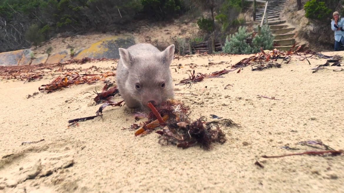 coccolatore-wombat