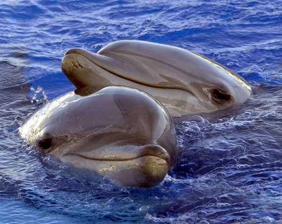 golfo-del-messico-delfini-uccisi-petrolio