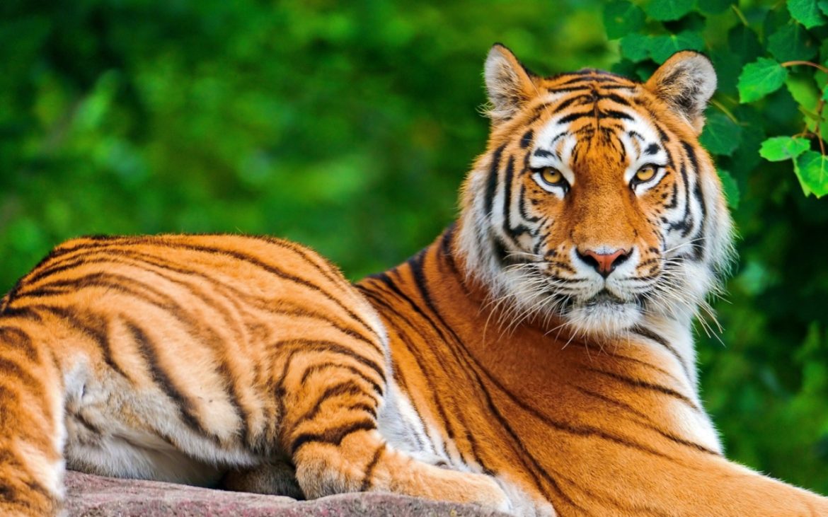 tiger-day-giornata-mondiale-della-tigre